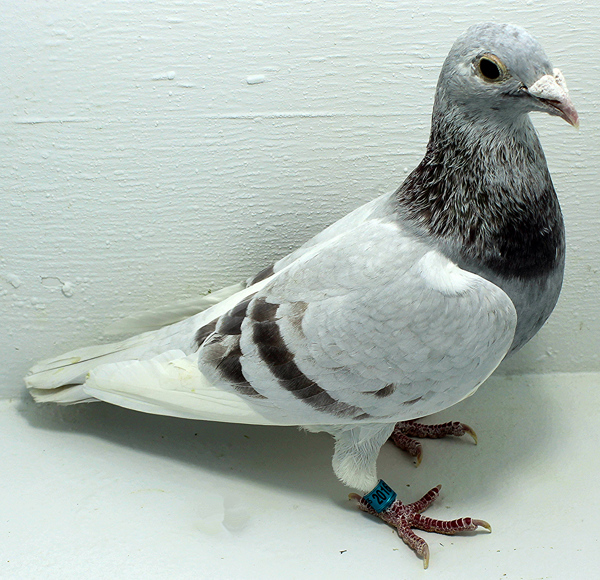 Band: AU 20163 FOYS 2025